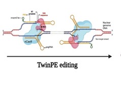 Phát triển hệ thống chỉnh sửa gene Prime editing hiệu suất cao 